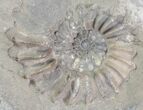 Ammonite (Pleuroceras) Fossil - Burgebrach, Germany #77238-1